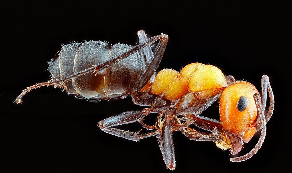 Ant Control service in Lewisville, TX