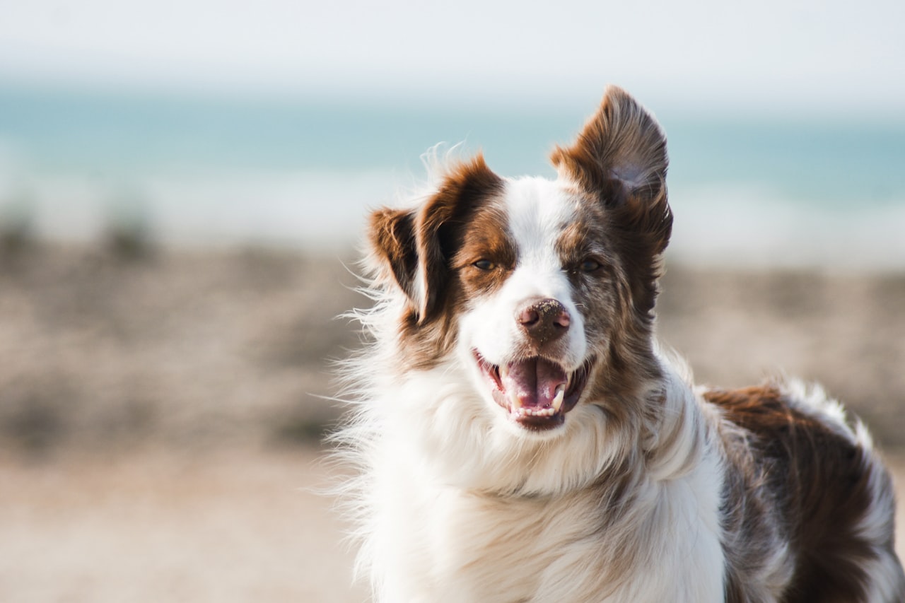 Flea & Tick Control service in Lewisville, TX