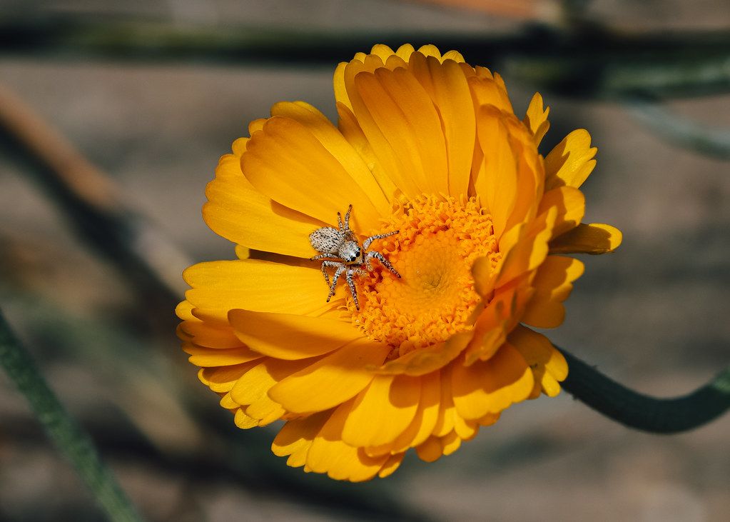 Spider Control service in Lewisville, TX